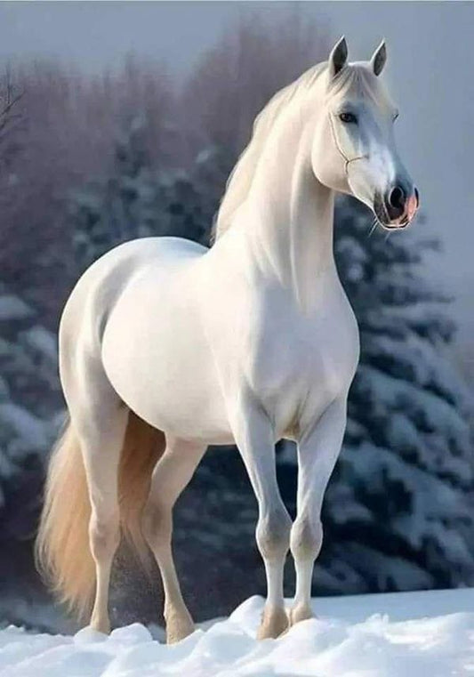 Majestic White Stallion in Winter